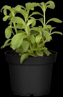 Stevia rebaudiana (Honingkruid) - afbeelding 7