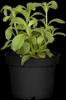 Stevia rebaudiana (Honingkruid) - afbeelding 7