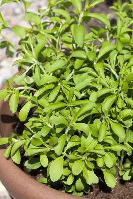 Stevia rebaudiana (Honingkruid) - afbeelding 2