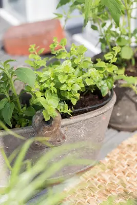 Stevia rebaudiana (Honingkruid) - afbeelding 3