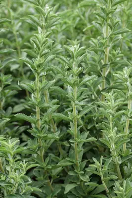 Stevia rebaudiana (Honingkruid) - afbeelding 5