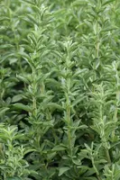 Stevia rebaudiana (Honingkruid) - afbeelding 5