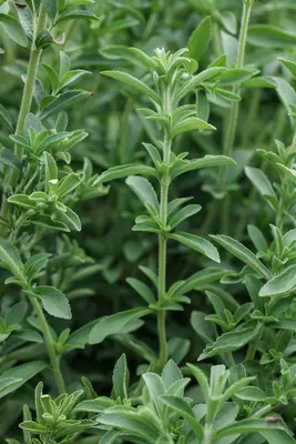 Stevia rebaudiana (Honingkruid) - afbeelding 6