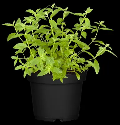 Stevia rebaudiana (Honingkruid) - afbeelding 11