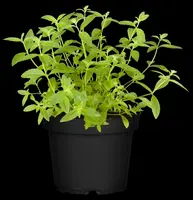 Stevia rebaudiana (Honingkruid) - afbeelding 11
