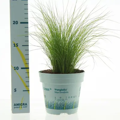 Stipa tenuifolia 'Ponytails' (Vedergras) 20cm - afbeelding 2