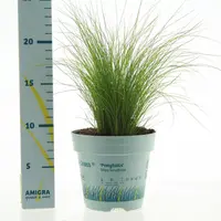 Stipa tenuifolia 'Ponytails' (Vedergras) 20cm - afbeelding 2