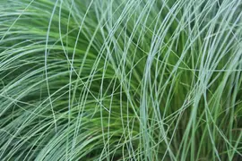 Stipa tenuifolia 'Ponytails' (Vedergras) 20cm - afbeelding 3