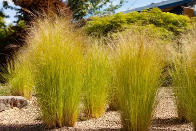 Stipa tenuifolia 'Ponytails' (Vedergras) 20cm - afbeelding 6