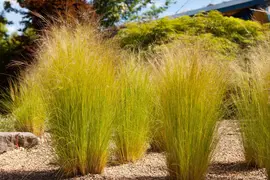 Stipa tenuifolia 'Ponytails' (Vedergras) 20cm - afbeelding 6