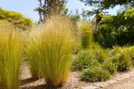 Stipa tenuifolia 'Ponytails' (Vedergras) 20cm - afbeelding 7