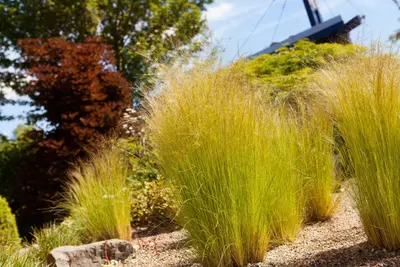 Stipa tenuifolia 'Ponytails' (Vedergras) 20cm - afbeelding 8