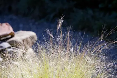 Stipa tenuifolia 'Ponytails' (Vedergras) 20cm - afbeelding 13