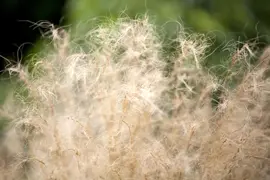 Stipa tenuifolia 'Ponytails' (Vedergras) 20cm - afbeelding 17
