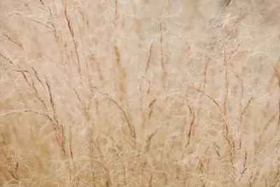 Stipa tenuifolia 'Ponytails' (Vedergras) 20cm - afbeelding 20
