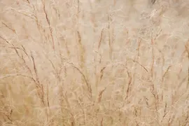 Stipa tenuifolia 'Ponytails' (Vedergras) 20cm - afbeelding 20