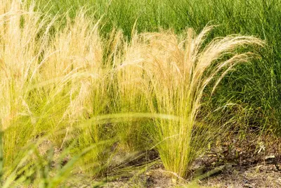 Stipa tenuifolia 'Ponytails' (Vedergras) 20cm - afbeelding 27