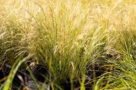 Stipa tenuifolia 'Ponytails' (Vedergras) 20cm - afbeelding 28