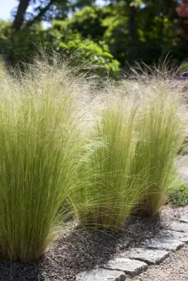 Stipa tenuifolia 'Ponytails' (Vedergras) 20cm - afbeelding 4