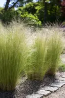 Stipa tenuifolia 'Ponytails' (Vedergras) 20cm - afbeelding 4