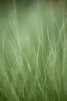 Stipa tenuifolia 'Ponytails' (Vedergras) 20cm - afbeelding 9