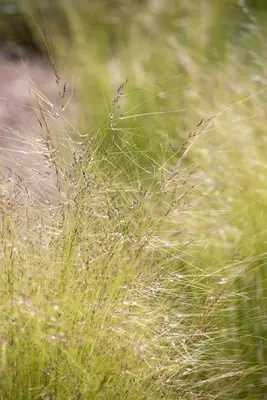 Stipa tenuifolia 'Ponytails' (Vedergras) 20cm - afbeelding 11