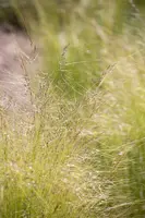 Stipa tenuifolia 'Ponytails' (Vedergras) 20cm - afbeelding 11
