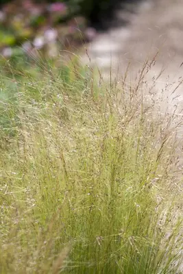 Stipa tenuifolia 'Ponytails' (Vedergras) 20cm - afbeelding 12