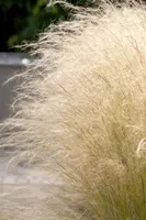 Stipa tenuifolia 'Ponytails' (Vedergras) 20cm - afbeelding 15