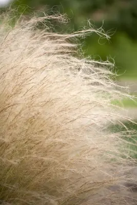 Stipa tenuifolia 'Ponytails' (Vedergras) 20cm - afbeelding 18