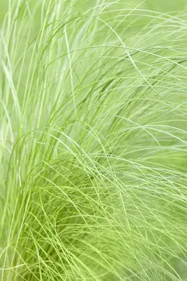 Stipa tenuifolia 'Ponytails' (Vedergras) 20cm - afbeelding 22