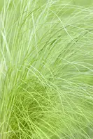Stipa tenuifolia 'Ponytails' (Vedergras) 20cm - afbeelding 22