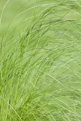 Stipa tenuifolia 'Ponytails' (Vedergras) 20cm - afbeelding 24