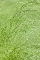 Stipa tenuifolia 'Ponytails' (Vedergras) 20cm - afbeelding 24