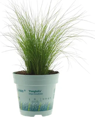 Stipa tenuifolia 'Ponytails' (Vedergras) 20cm - afbeelding 1