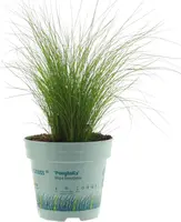 Stipa tenuifolia 'Ponytails' (Vedergras) 20cm - afbeelding 1