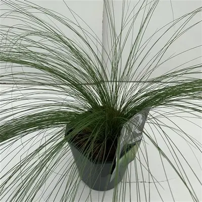 Stipa tenuifolia Ponytails (Vedergras) 25cm - afbeelding 1