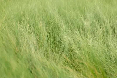 Stipa tenuifolia (Vedergras) - afbeelding 1