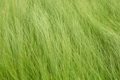 Stipa tenuifolia (Vedergras) - afbeelding 2