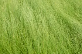 Stipa tenuifolia (Vedergras) - afbeelding 2