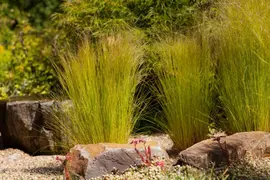 Stipa Tenuissima Pony Tails (Vedergras) - afbeelding 3