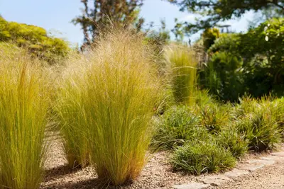 Stipa Tenuissima Pony Tails (Vedergras) - afbeelding 5