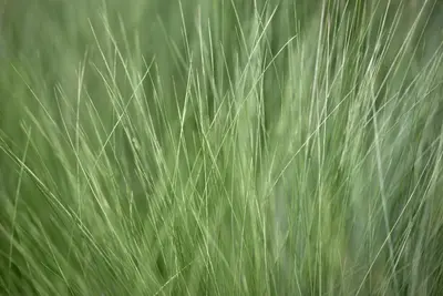Stipa Tenuissima Pony Tails (Vedergras) - afbeelding 8