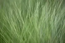 Stipa Tenuissima Pony Tails (Vedergras) - afbeelding 8