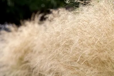 Stipa Tenuissima Pony Tails (Vedergras) - afbeelding 15