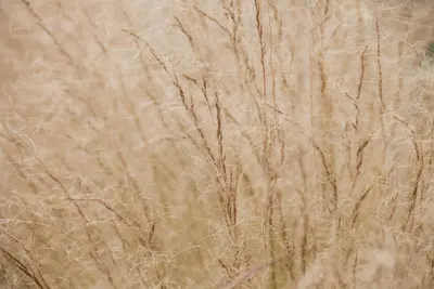 Stipa Tenuissima Pony Tails (Vedergras) - afbeelding 18