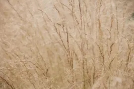 Stipa Tenuissima Pony Tails (Vedergras) - afbeelding 18