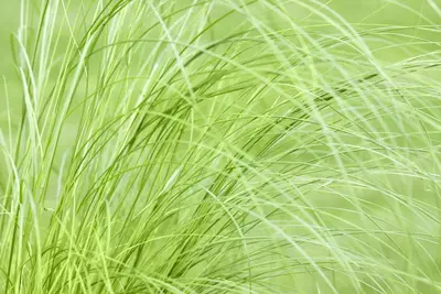 Stipa Tenuissima Pony Tails (Vedergras) - afbeelding 20