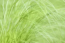 Stipa Tenuissima Pony Tails (Vedergras) - afbeelding 20