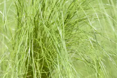 Stipa Tenuissima Pony Tails (Vedergras) - afbeelding 22